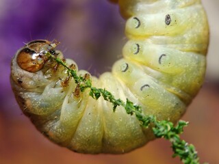 macro of a caterpillar