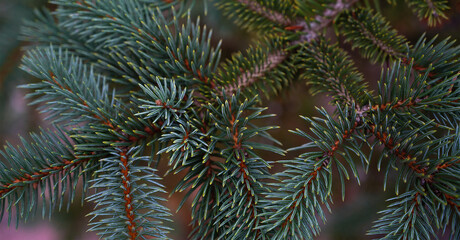 Fir tree branch background close up. Winter holidays