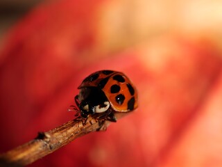 ladybird on a leaf
