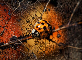 ladybug on yellow flower