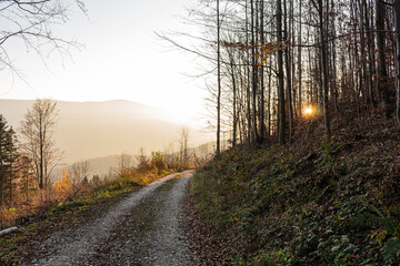 Forest road under sunset sunbeams. Lane running through the autumn deciduous forest at dawn or sunrise.