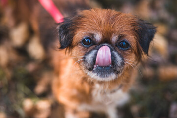 old Pekingese licks her nose walking in the autumn park