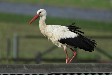 White stork in focus