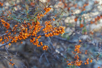 Ripe sea buckthorn in the mountains of Azerbaijan