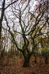 Obraz premium Autumn forest in Budapest's suburb 