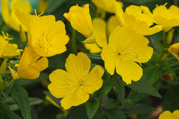 yellow flowers in the garden