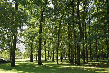 Fototapeta na wymiar Forêt de chênes
