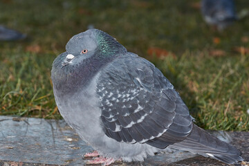 Dove on the lawn of the city square.