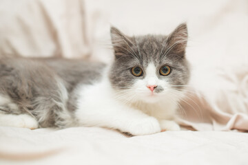 Fototapeta na wymiar cutest gray and white kittens