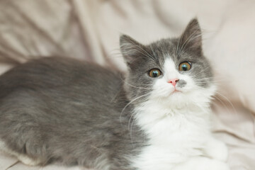 cutest gray and white kittens
