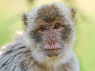 Barbary macaque (Macaca sylvanus)