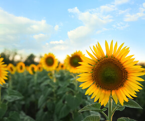Beautiful view of field with yellow sunflowers at sunset. Space for text