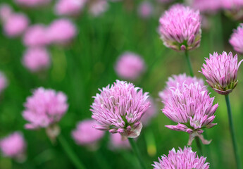 lilac flowers on a background of a meadow in the summer
