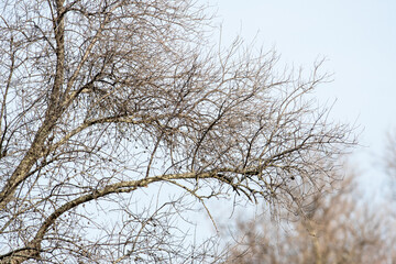 Alberi di ulivo affetti da Xylella fastidiosa