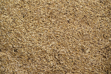 Background grain barley, malt ingredient base to make beer, texture of hopped golden grain