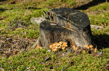 A family of inedible light yellow mushrooms growing near a tree stump.