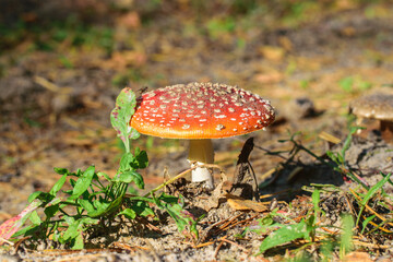 Beautiful poisonous fly agaric with a red hat with a white speck