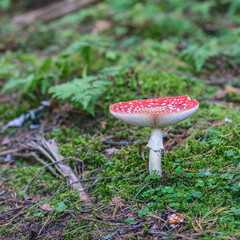 Poisonous fly agaric with a red hat in the autumn forest.