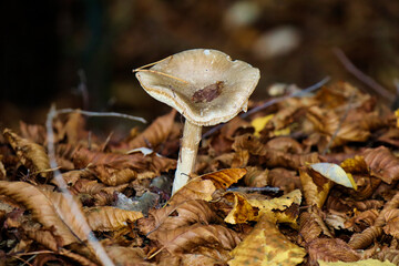 Grzyb © Magical moments