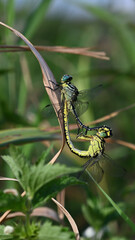 connected dragonflies on leaf