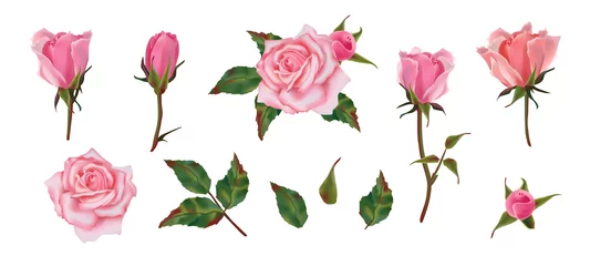 Muurstickers Rozen Set bloemen van roze rozen en bladeren. Bloemen en knoppen. Vector composities voor achtergrond.