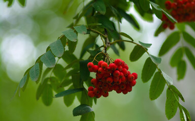 red berries on a branch