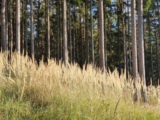 Spruce forest with tall autumn grass