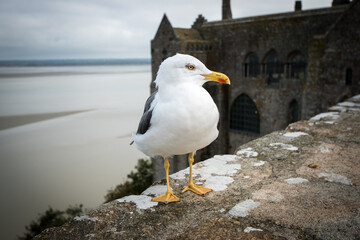 Möwe auf dem Mont-Saint-Michel in der Normandie, Frankreich