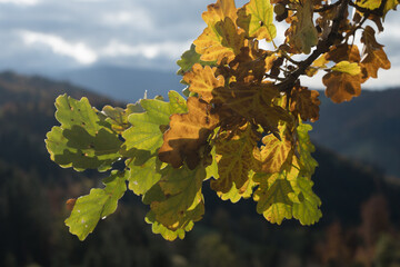 Herbstliches Eichenlaub