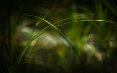 grass background