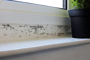 close up of mould on a interior window. Black mold.