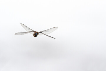 Una libellula in volo