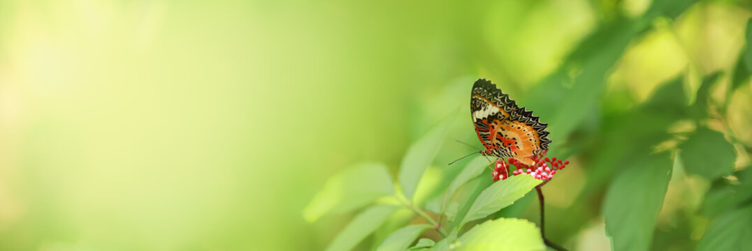 Nature view of beautiful orange butterfly on green nature blurred background in garden with copy space using as background insect, natural landscape, ecology, fresh cover page concept.