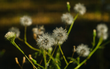 dandelion in the grass