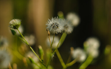 dandelion in the grass