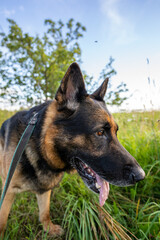 German shepherd dog walking and playing outdoors. Cute adorable dog. Nature background.