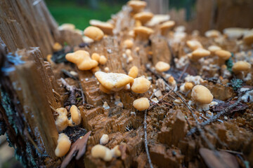 Small mushrooms on the trunk.