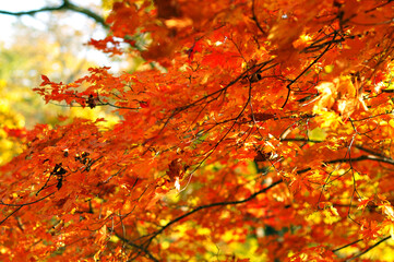 Autumn scenery: maple leaves change color.