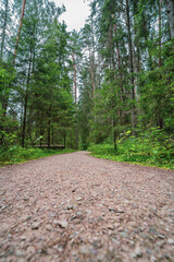 Forest. Nature landscape. Summer.