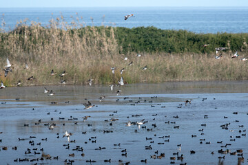 Gli animali fauna di un'Oasi protetta dello Stato
