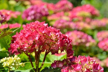 Magnifique fleurs d'hortensias en Bretagne. France