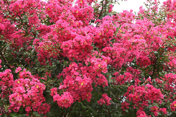 Fleurs de Lagerstoemia