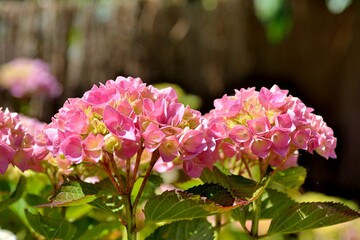 Magnifique fleurs d'hortensias en Bretagne. France
