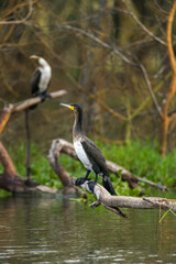 A great cormorant (Phalacrocorax carbo) perched on a branch, lake Naivasha, Kenya
