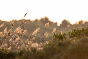 Panorama e vegetazione di un'Oasi protetta dello Stato