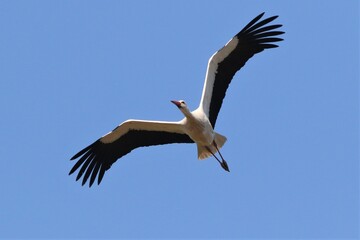 Fototapeta na wymiar white stork in flight