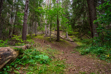 Obraz premium Forest. Nature landscape. Summer.