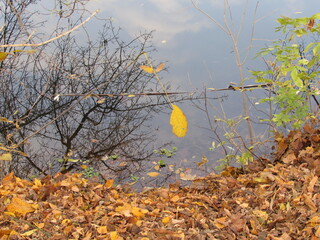 autumn leaves in the water
