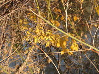 yellow grass background