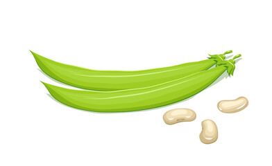 Bean and pods. Haricot Natural food. Isolated white background. Illustration.
